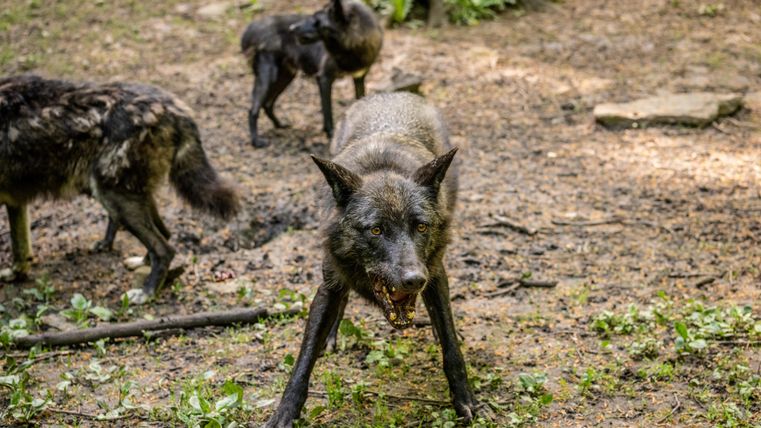 A wolf is standing on a forest-covered ground and showing its teeth. In the background, more wolves can be seen.