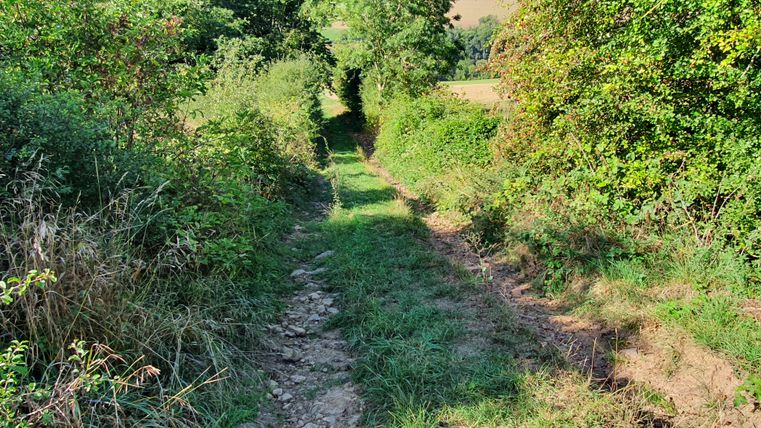 Ein schmaler, grasbewachsener Weg führt durch dichte grüne Vegetation.