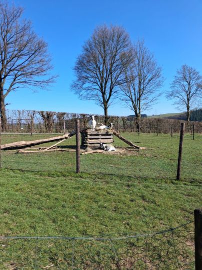 A meadow with some trees and a woodpile in the middle. In the background, there are more grassy areas and a blue sky.