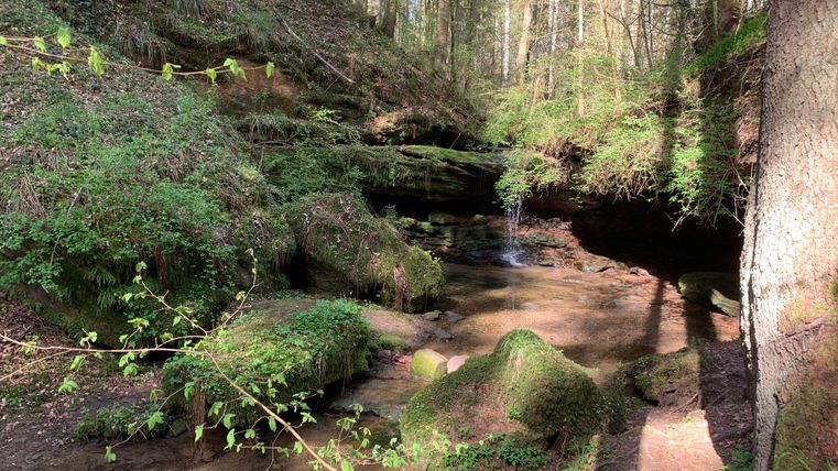 Ein Waldweg mit einem kleinen Wasserfall und üppiger Vegetation.