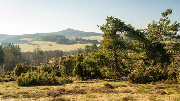 Landschaft in der Eifel mit Wacholderbüschen und Hügeln im Hintergrund.