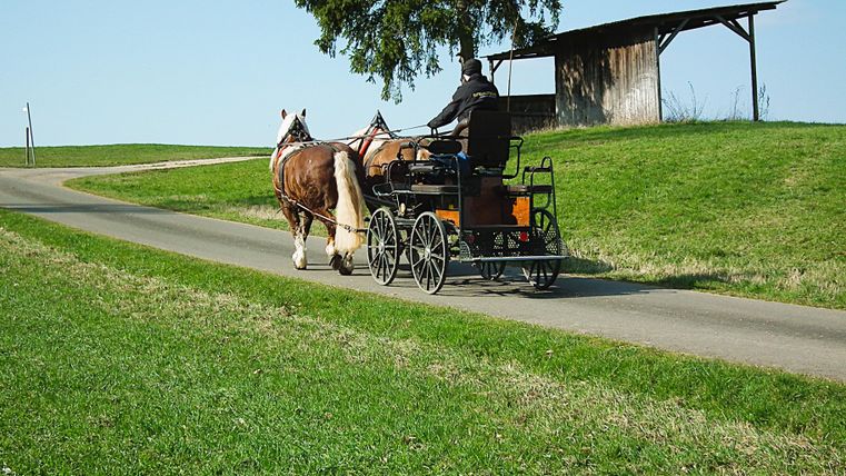 A horse pulls a cart with a driver on it over an asphalted road. Behind them is a grassy hill with a tree and a wooden structure.