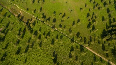 Luftaufnahme einer grünen Heidelandschaft mit Bäumen und einem Weg.