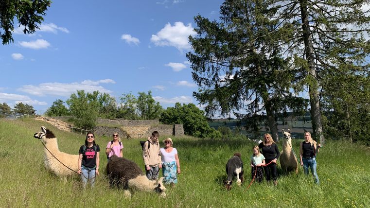 Ein Lama steht auf einer Wiese neben einem Holzstapel. Im Hintergrund sind Menschen und ein Verkaufsstand zu sehen.