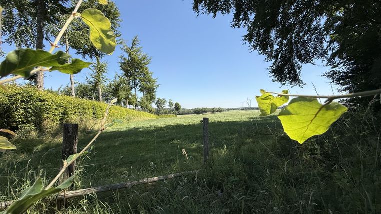 Een groene weide onder een heldere blauwe lucht, omringd door bomen. Op de voorgrond zijn bladeren te zien die het uitzicht op het landschap licht omlijsten.