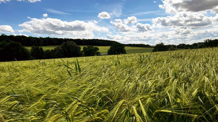 A wide field of green grain under a blue sky with white clouds.