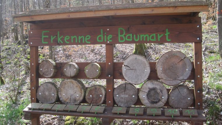 Panneau en bois dans la forêt avec l'inscription 'Reconnais l'espèce d'arbre' et des disques en bois pour l'identification.