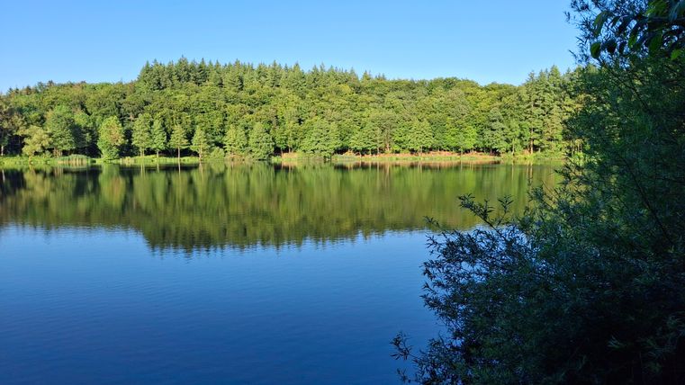 Ein ruhiger See umgeben von grünen Bäumen und klarem Himmel. Das Wasser spiegelt die Landschaft wider.