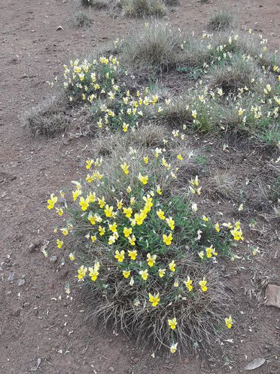 A field of yellow flowers that stretches over barren soil. The plants stand in groups among dry grass.