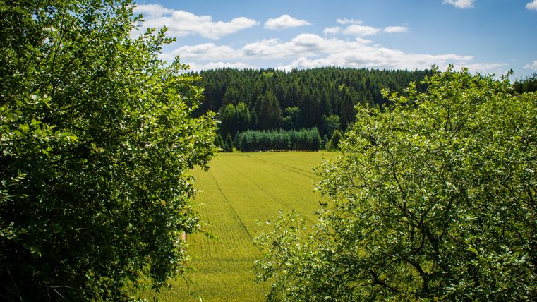 Grüne Landschaft mit Bäumen und Feld unter blauem Himmel.