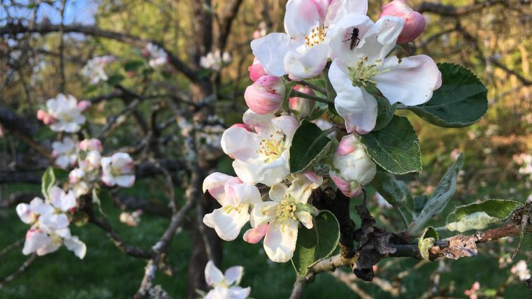 Een bloeiende appelboom met delicate, witte en roze bloemen. Het groene gras en de zachte lichtomstandigheden creëren een rustige sfeer.