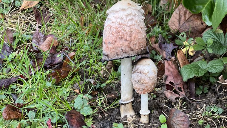 Zwei Pilze wachsen in einem Garten. Der größere Pilz hat eine geschuppte Kappe und steht neben einem kleineren Pilz.