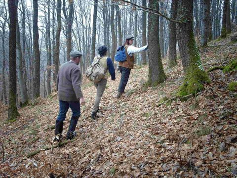 Three people are hiking through a forest with autumn foliage. The trees are bare, and the atmosphere is calm and connected to nature.