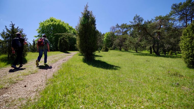 Randonnée à travers la "Toscane de l'Eifel" avec ses buissons de genévrier typiques.