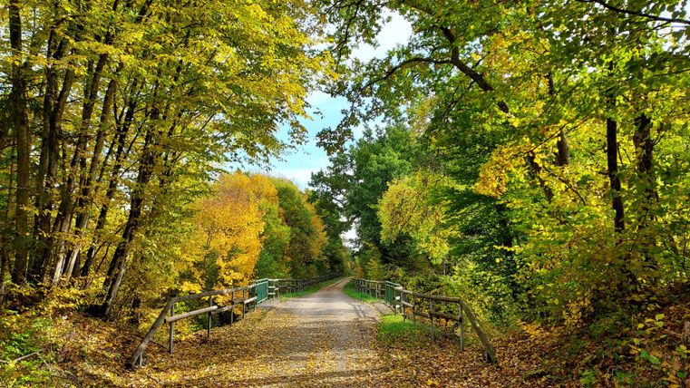 Herfstig fietspad op een voormalige spoorlijn, omringd door kleurrijke bomen.