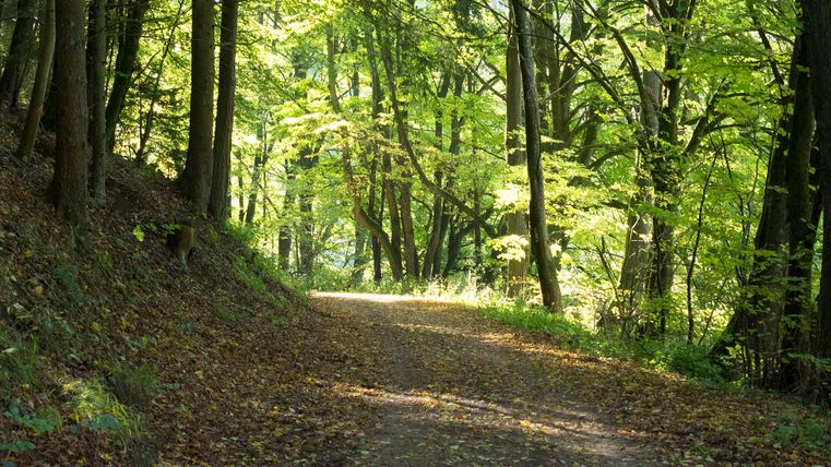 In der Mitte ein Waldweg, an den Seiten zahlreiche Bäume. Einige sichtbare Sonnenstrahlen 