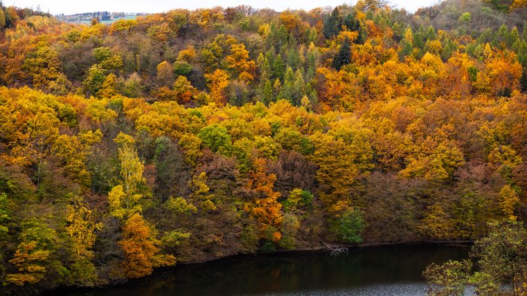 Herbstlich bunt gefärbter Wald