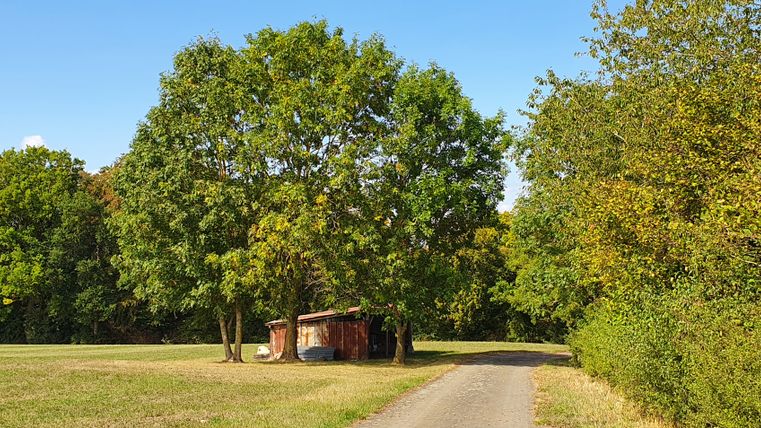 Een kleine schuur staat onder bomen in een weiland naast een pad.