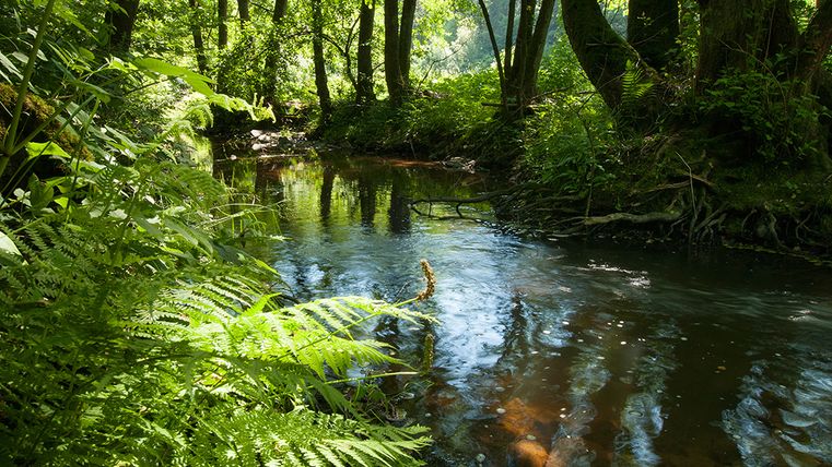 Une rivière calme coule à travers une forêt dense et verte de fougères et d'arbres.