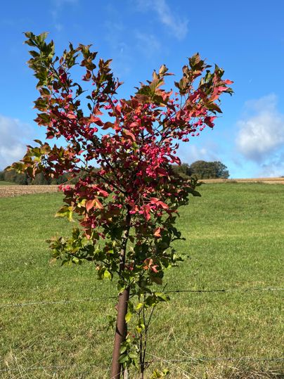 A small tree with colorful, red-green leaves stands in a meadow. The sky is clear and blue.