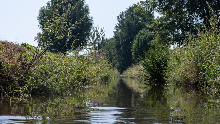Stream with lush vegetation and trees on the banks.