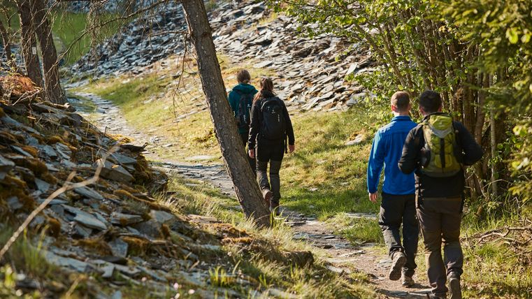 Un groupe de randonneurs emprunte un sentier étroit à travers une forêt. Le soleil brille et le paysage est bordé d'arbres et de rochers.