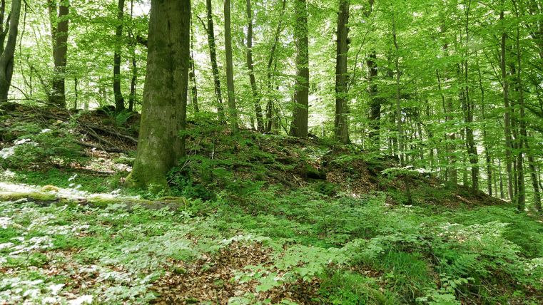 Une forêt verte avec un feuillage dense et des arbres sur une colline.