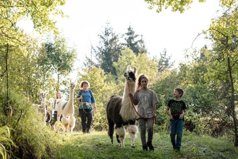 Eine Gruppe von Menschen spaziert mit Alpakas auf einer grünen Wiese. Im Hintergrund sind Bäume und Hügel zu sehen.