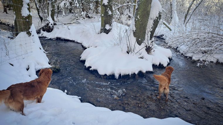 Zwei Hunde stehen am Ufer eines schneebedeckten Baches. Die Winterlandschaft ist ruhig und malerisch mit schneebedeckten Bäumen.