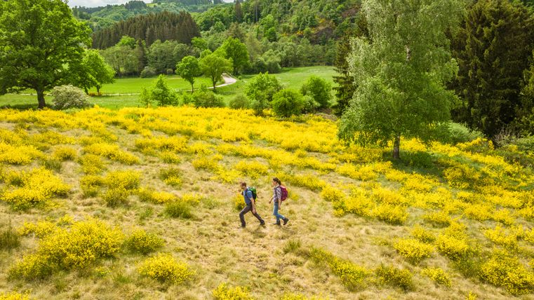 Two people walk through a landscape of blooming yellow broom and green trees.