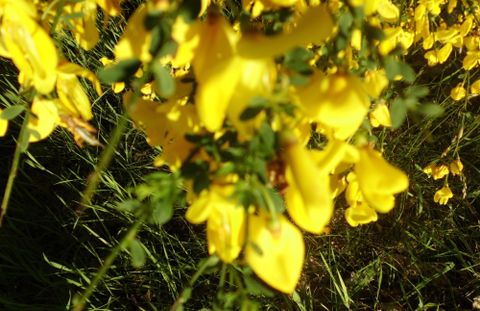 Une prairie fleurie pleine de fleurs jaune vif. L'herbe en arrière-plan est verte et juteuse.