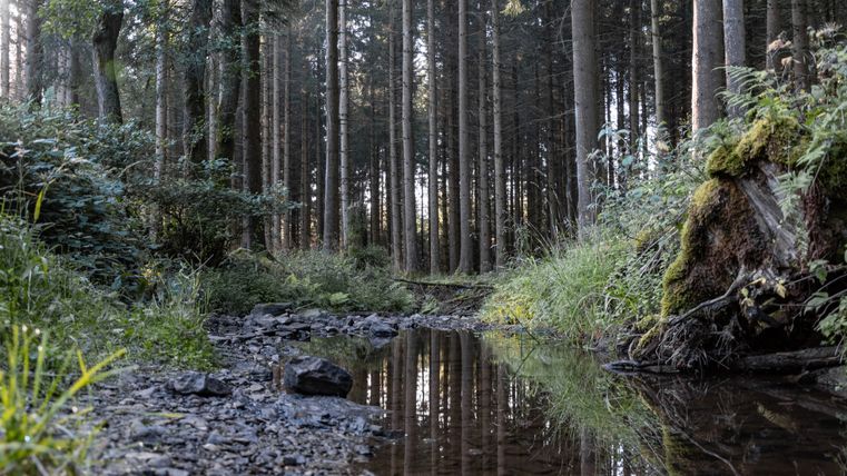 Une forêt avec un petit ruisseau et des arbres en arrière-plan.