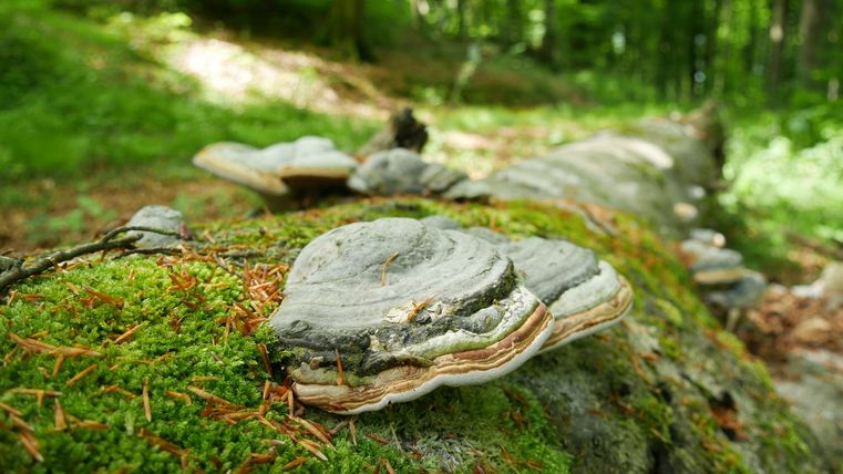 Amadouvier sur un tronc d'arbre recouvert de mousse dans la forêt.