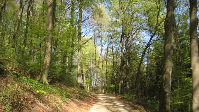 A sunny forest path with tall trees and fresh greenery.
