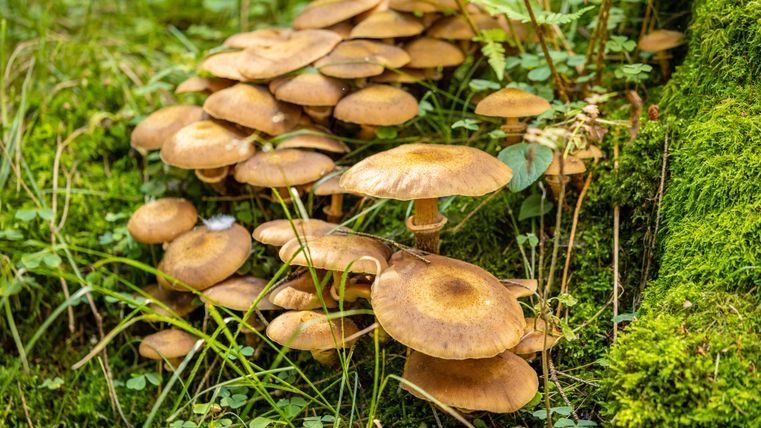 Eine Gruppe von braunen Pilzen wächst auf dem Boden im Wald. Umgeben von Gras und Moos strahlen sie eine natürliche Ruhe aus.