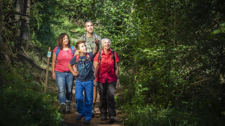 A group of four hikers is walking on a forest path. They are enjoying nature and the fresh air.