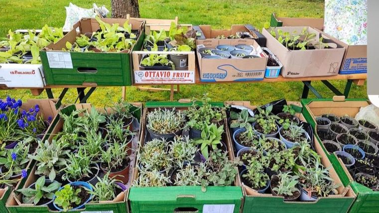 Mehrere Kisten mit kleinen Pflanzen stehen auf einem Tisch. Die Pflanzen sind vielfältig und zeigen eine grüne, gesunde Vegetation.