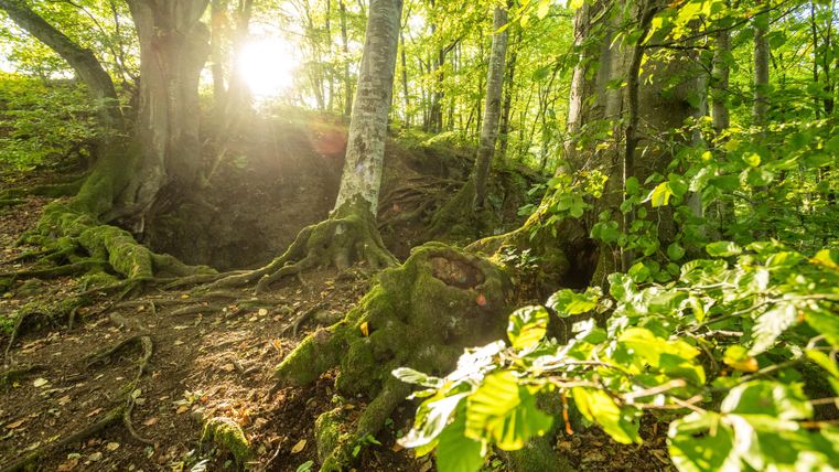 Een zonnig bos met groene bladeren en met mos bedekte wortels. Zonne-stralen vallen door de bomen en creëren een warme sfeer.