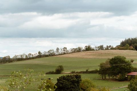 Chameau vert