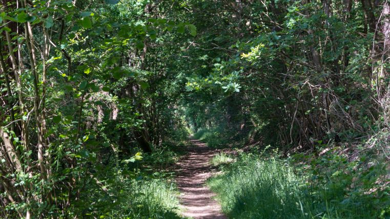 Un étroit sentier forestier traverse une dense végétation verte.