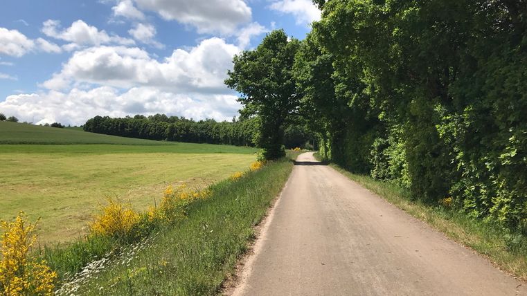 Chemin rural avec des genêts en fleurs et des arbres sous un ciel bleu.