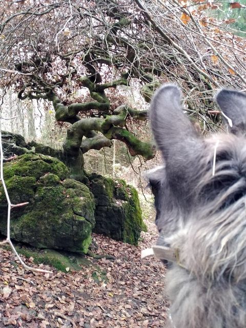 Een groep mensen wandelt met alpaca's op een groene wei. Op de achtergrond zijn bomen en heuvels te zien.