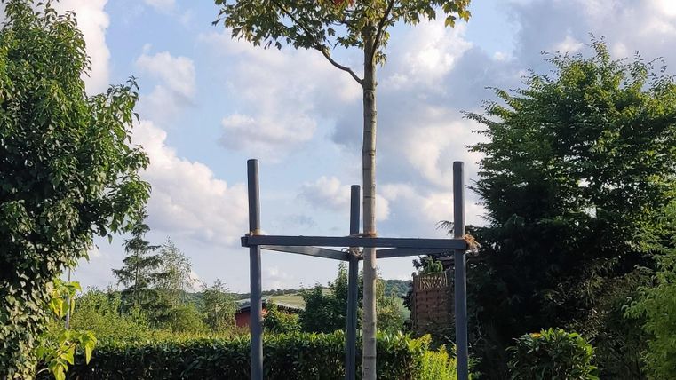 A single tree stands in a small garden, surrounded by green bushes. The sky is blue with some clouds.