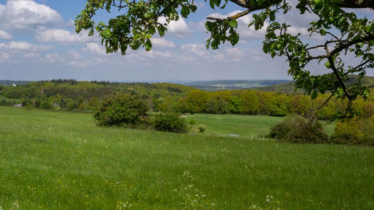 Green meadow with trees and blue sky in the Bad Münstereifeler Wald nature reserve.