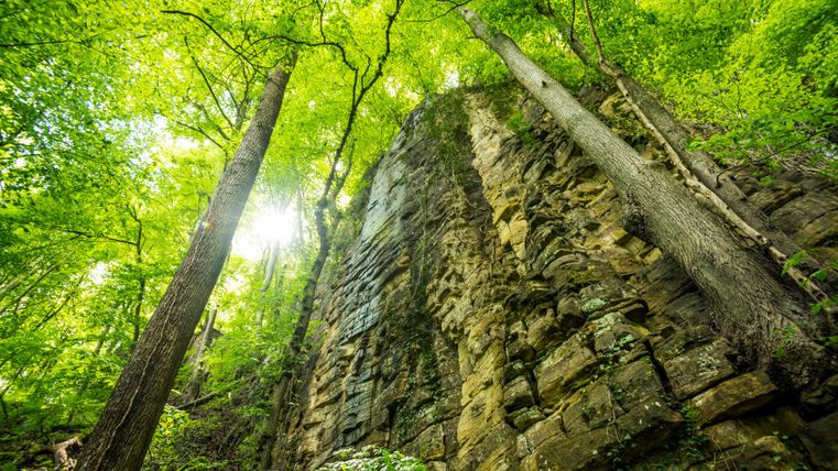 View of a high rock face in a forest with sunlight shining through the trees.