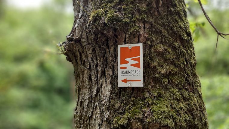 A tree with a marked hiking sign. The sign shows the way on a dream route.
