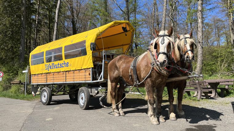Two horses pull a yellow carriage through a forest. The carriage has the word "Eifelkutsche" written on it.