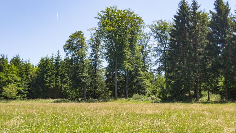 Prairie avec de grands arbres à la lisière d'une forêt sous un ciel dégagé.