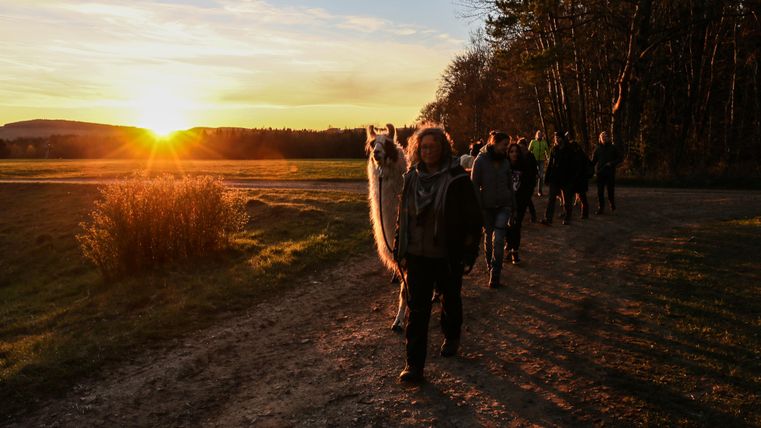 Een lama staat op een weiland naast een houtstapel. Op de achtergrond zijn mensen en een verkooppunt te zien.