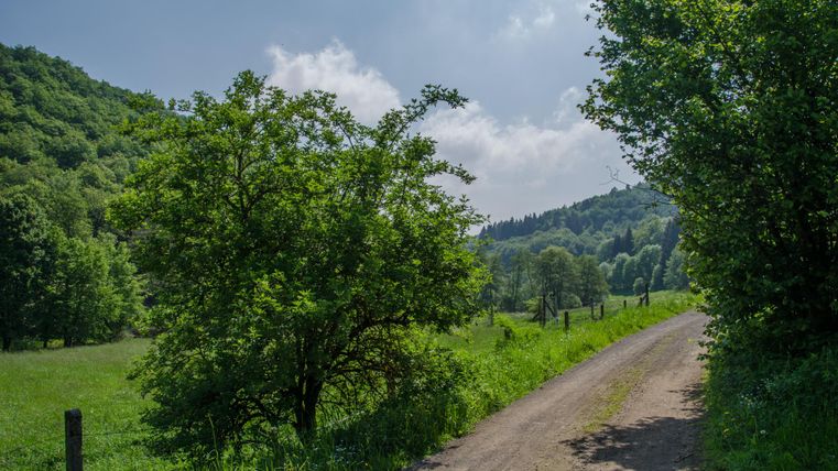 Grüne Bäume und Wiesen entlang eines Feldweges